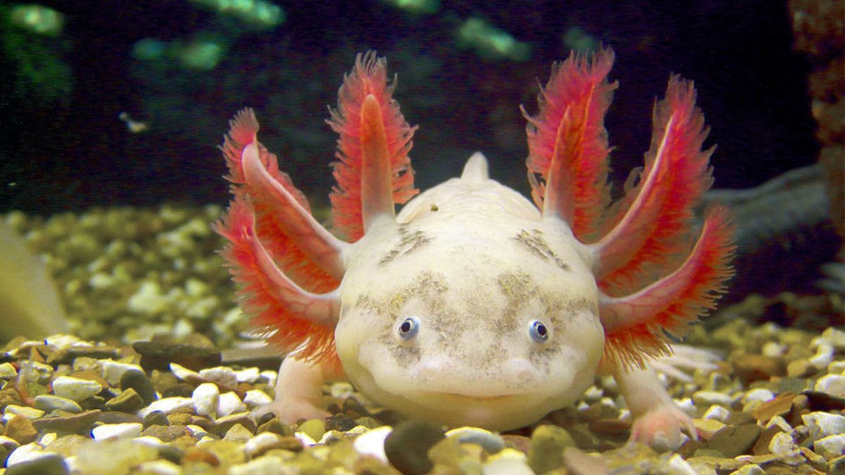 Axolotls continue to grow after sexual maturity. Live images of a