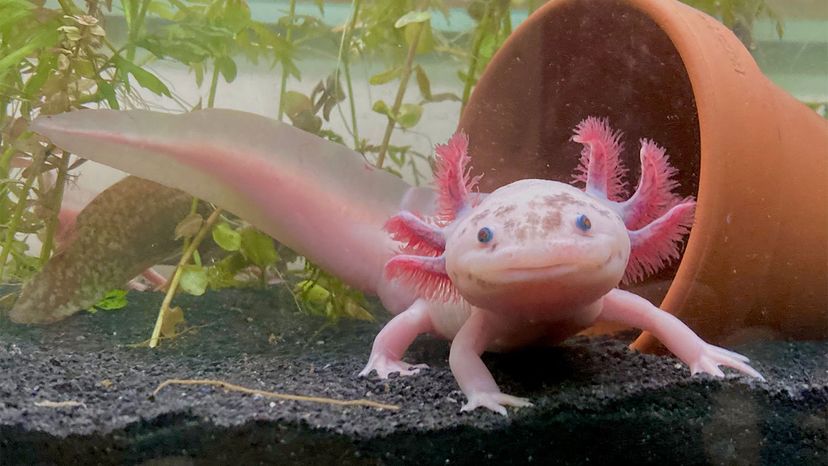 INature - Axolotl Fish :o  Real life Pokemon :)