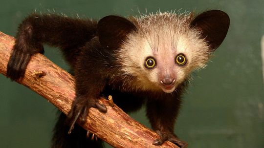 10 Wild Facts About the Aye-Aye, a Most Improbable Animal