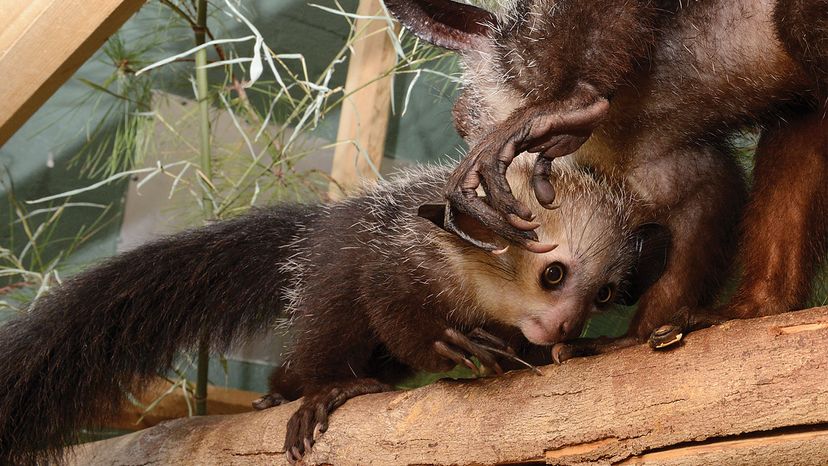 aye-aye's claws