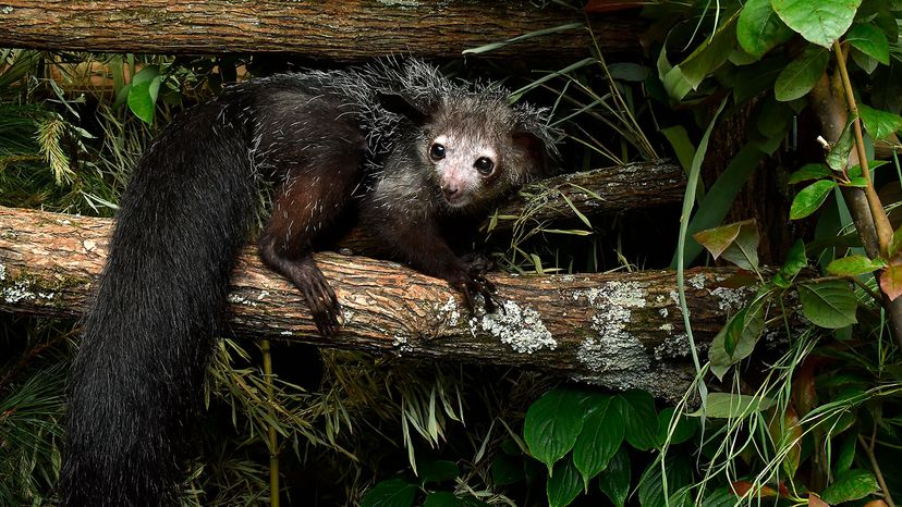 aye-aye's bushy tail