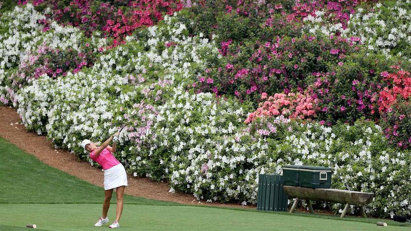 azaleas at the Masters