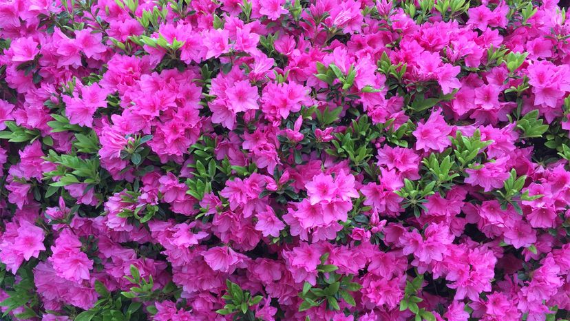 azalea	