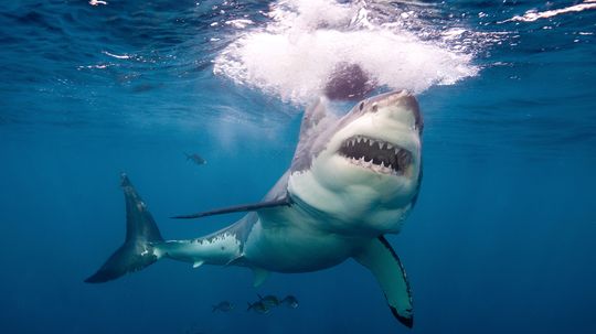 Could ancient Aztecs have held the secret to fending off shark attacks?