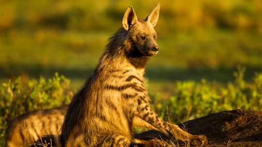 Aardwolf：Aaarvark？狼？不，这是一个小小的鬣狗“border=