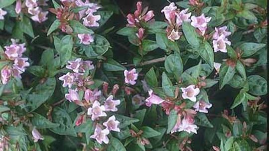 Abelia＂border=