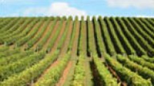 新西兰葡萄酒”width=