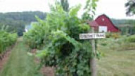 品丽珠葡萄＂width=