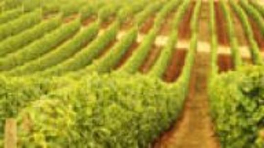 白诗南葡萄＂width=