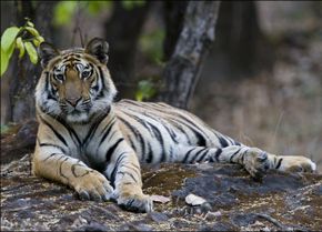 Tiger lounging on a rock photo
