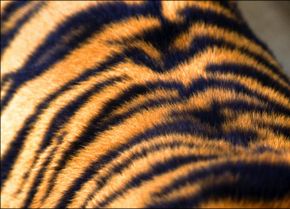 Tiger stripes photo