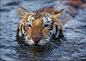 Tiger swimming photo