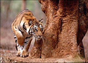 Tiger Photo