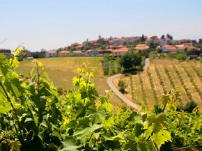 Vineyard on the hills outside the town of Torano Nuovo, in Italy