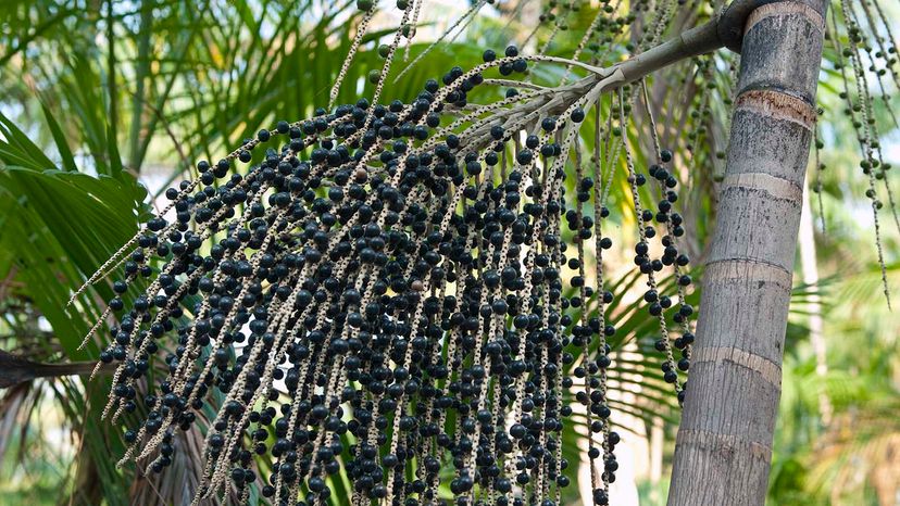 acai palm