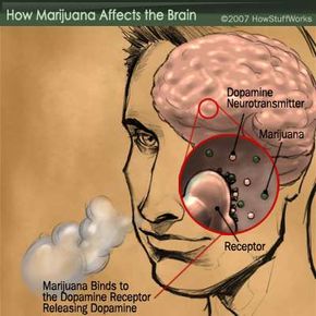大麻用作神经递质，附着于多巴胺受体并导致大脑中的多巴胺释放。“border=