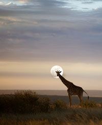 A giraffe stands in the cool dusk of the African savanna.