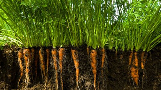 How Aeroponics Works