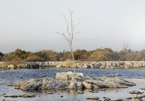 空气造林可能有助于重新种植这个湿地，在那里人们会很难进行操纵。“border=