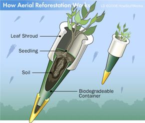 Seed canisters prevent seedlings from being damaged when dropped from a plane, yet decompose soon after to let the trees' roots emerge.