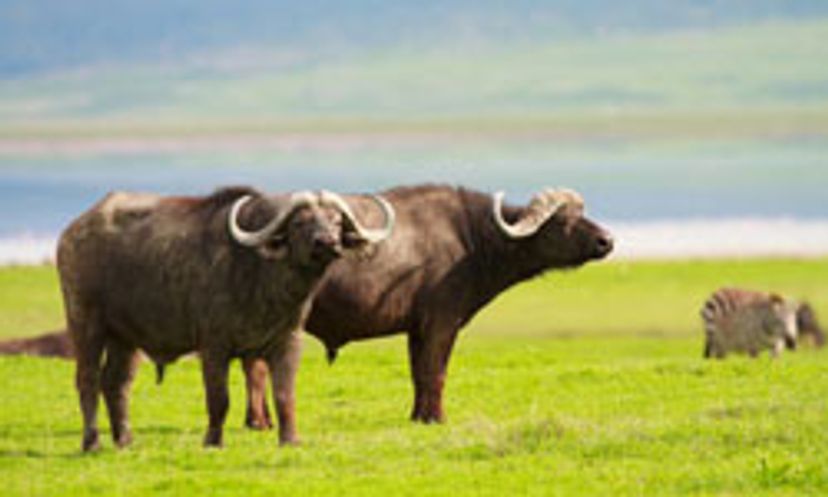 The Ultimate African Buffalo Defense Quiz