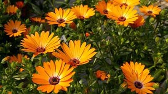 African Daisy: How to Grow This Flowering Plant