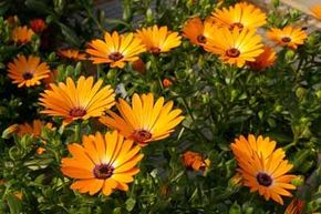 Several orange African Daisy plants blooming outside.
