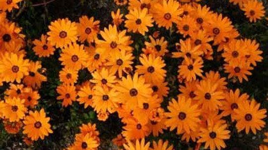 Cape Marigold, African Daisy, Star-of-the-Veldt