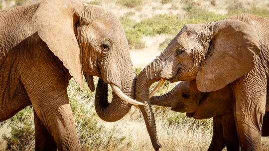 Elephants Have a Special Alarm Sound: 'Humans! Run!'