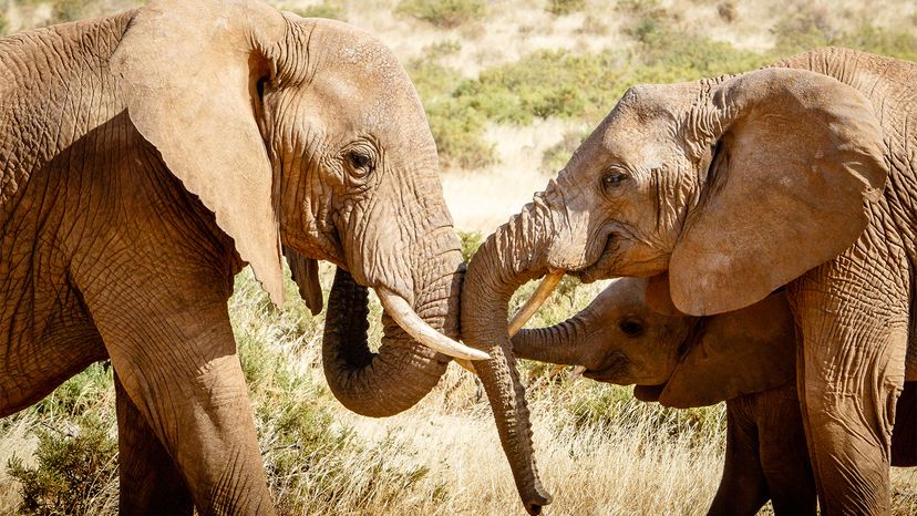 african elephant, human alarm