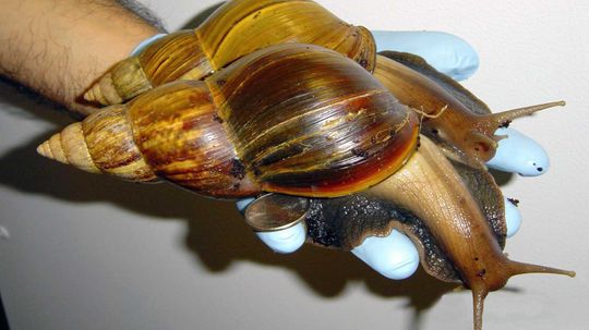 Giant African Land Snails Invade South Florida Again