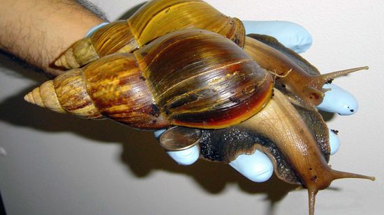 Giant African Land Snails Invade South Florida Again