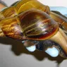 Giant African Land Snails Invade South Florida Again