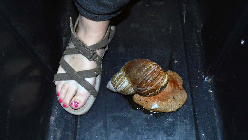 Giant African land snail