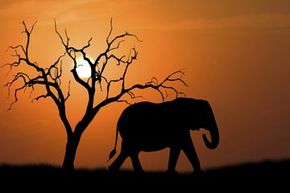 african elephant