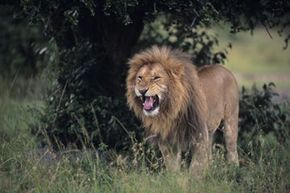 Your chances of contracting rabies from a wild animal are miniscule so you can probably forgo the rabies shot (this lion resides in splendor at the Masaai Mara Reserve in Kenya).