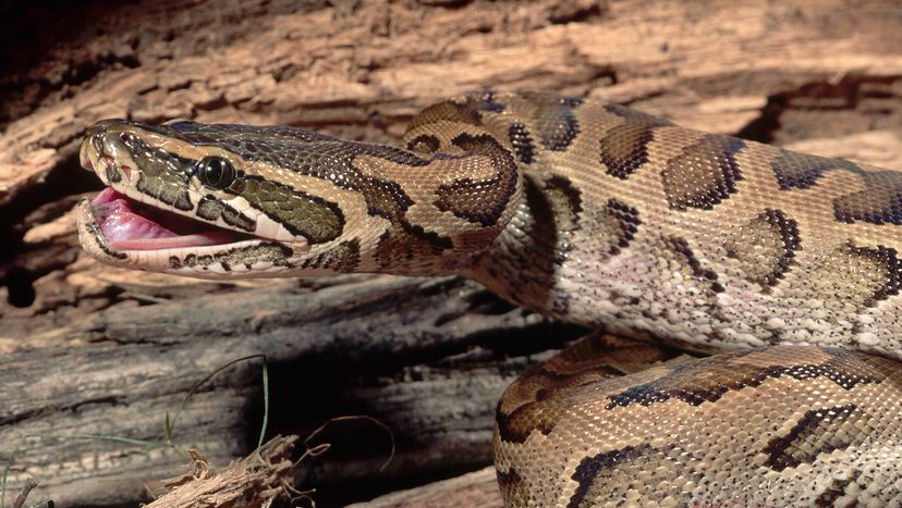 African rock python