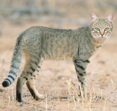 giant wild cats