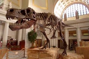 The 67-million-year-old Tyrannosaurus rex skeleton known as Sue stands on display at Union Station on June 7, 2000, in Washington, D.C.