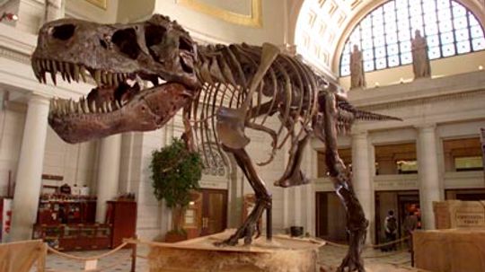 How Do Scientists Determine the Age of Dinosaur Bones?