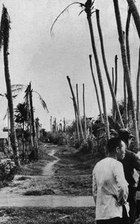 A path lined with bare palm trees in Ben Tre, South Vietnam, after the area was sprayed with Agent Orange during the Vietnam War.