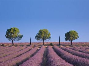 Lavender fields with trees.