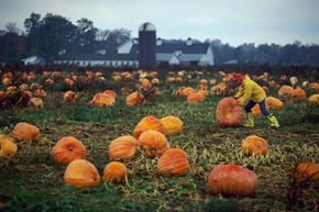 Pumpkins