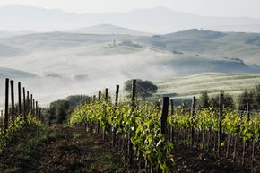 Tuscan vineyard