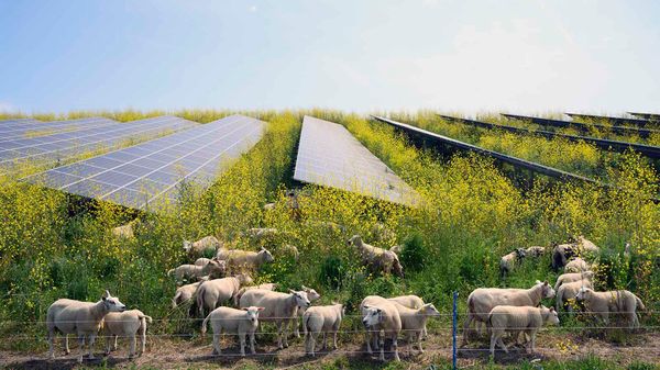 为农场添加太阳能电池板对植物、动物和人类都有好处＂border=