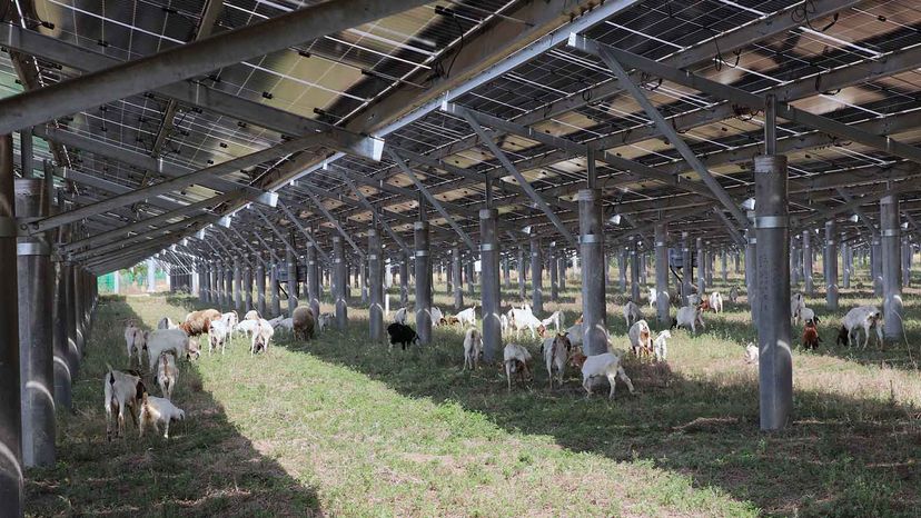 Adding Solar Panels to Farms Is Good for Plants, Animals and