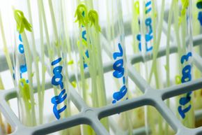 Agricultural biotechnology