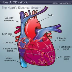 The main components of the heart's electrical system