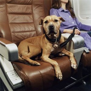Woman on airplane with dog on leash in adjoining seat