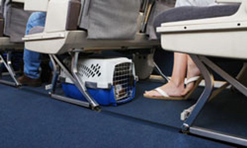 The Ultimate Airline Travel for Pets Quiz